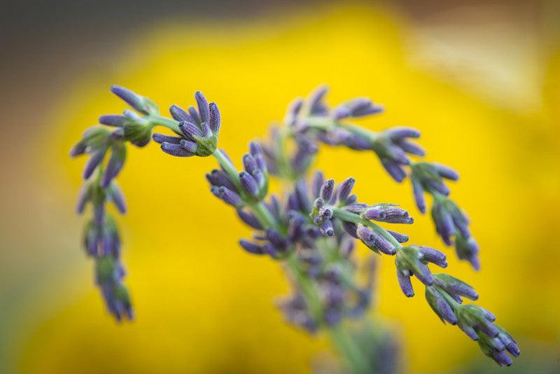 The smell of lavender is relaxing, science confirms Central Coast