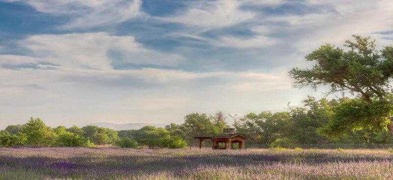 2015 LAVENDER BLOOM CELEBRATION