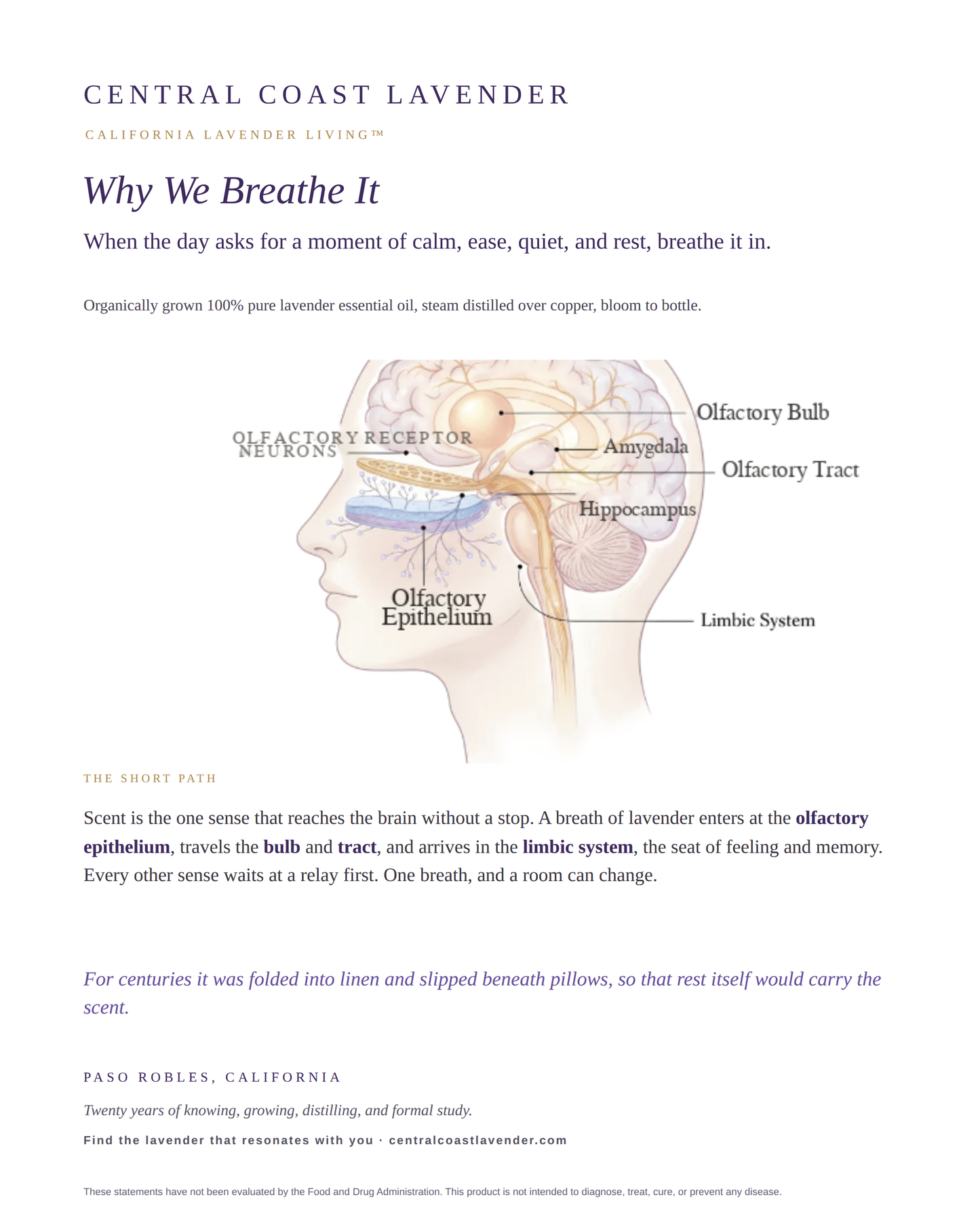 The olfactory pathway from nose to limbic system: Why We Breathe It, Central Coast Lavender