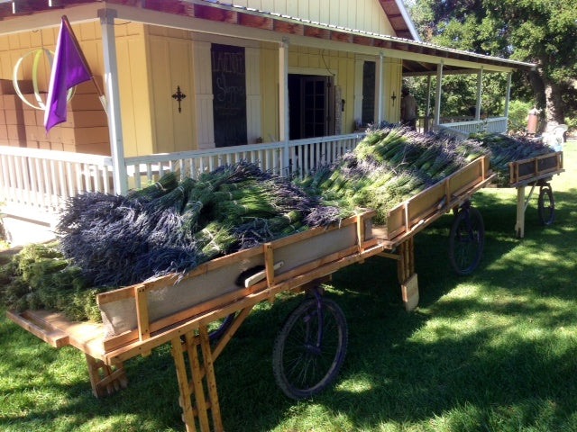 Lavender harvest at Central Coast Lavender, Paso Robles