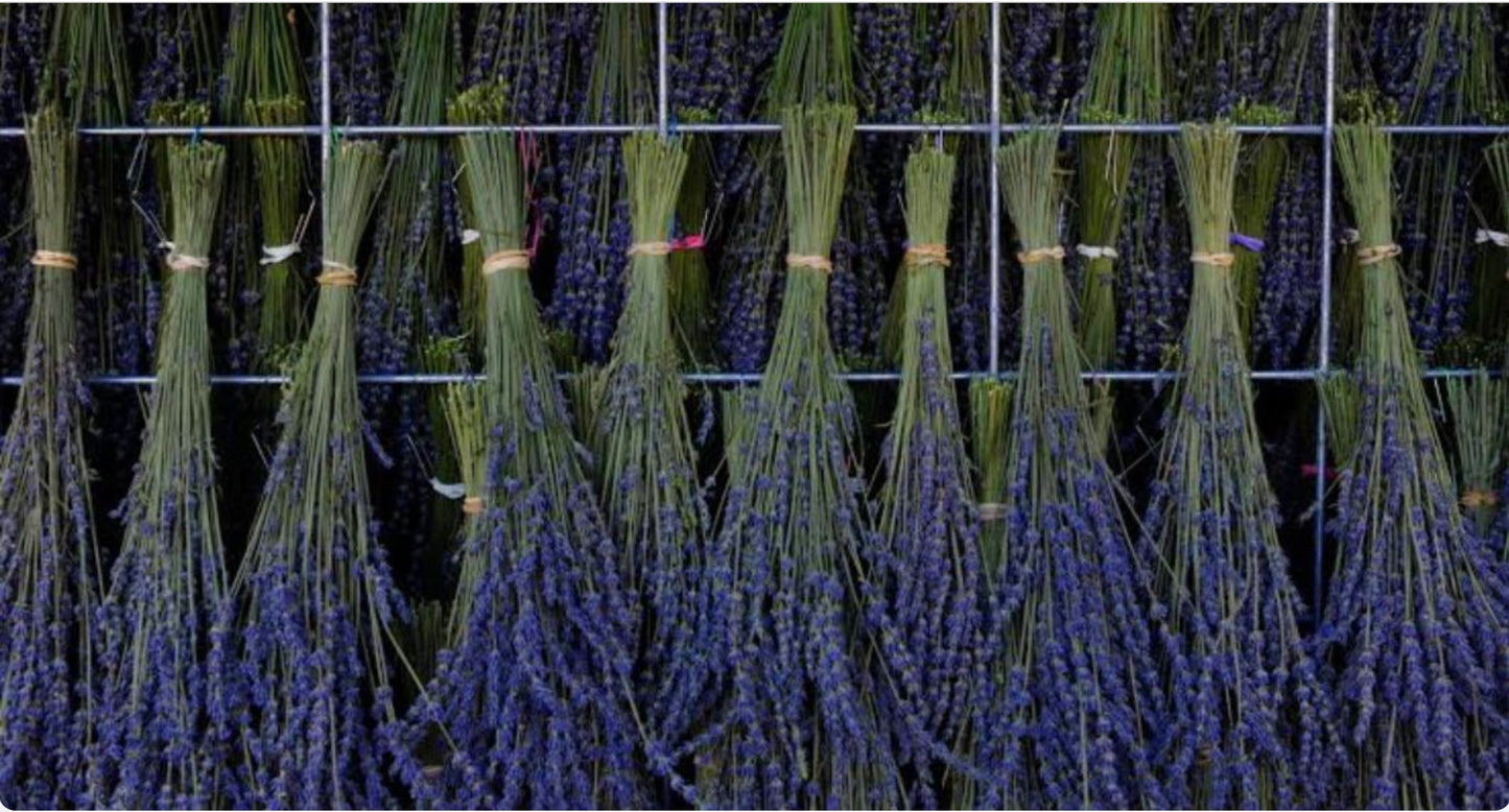 Bundles of lavender drying at the Central Coast Lavender boutique estate
