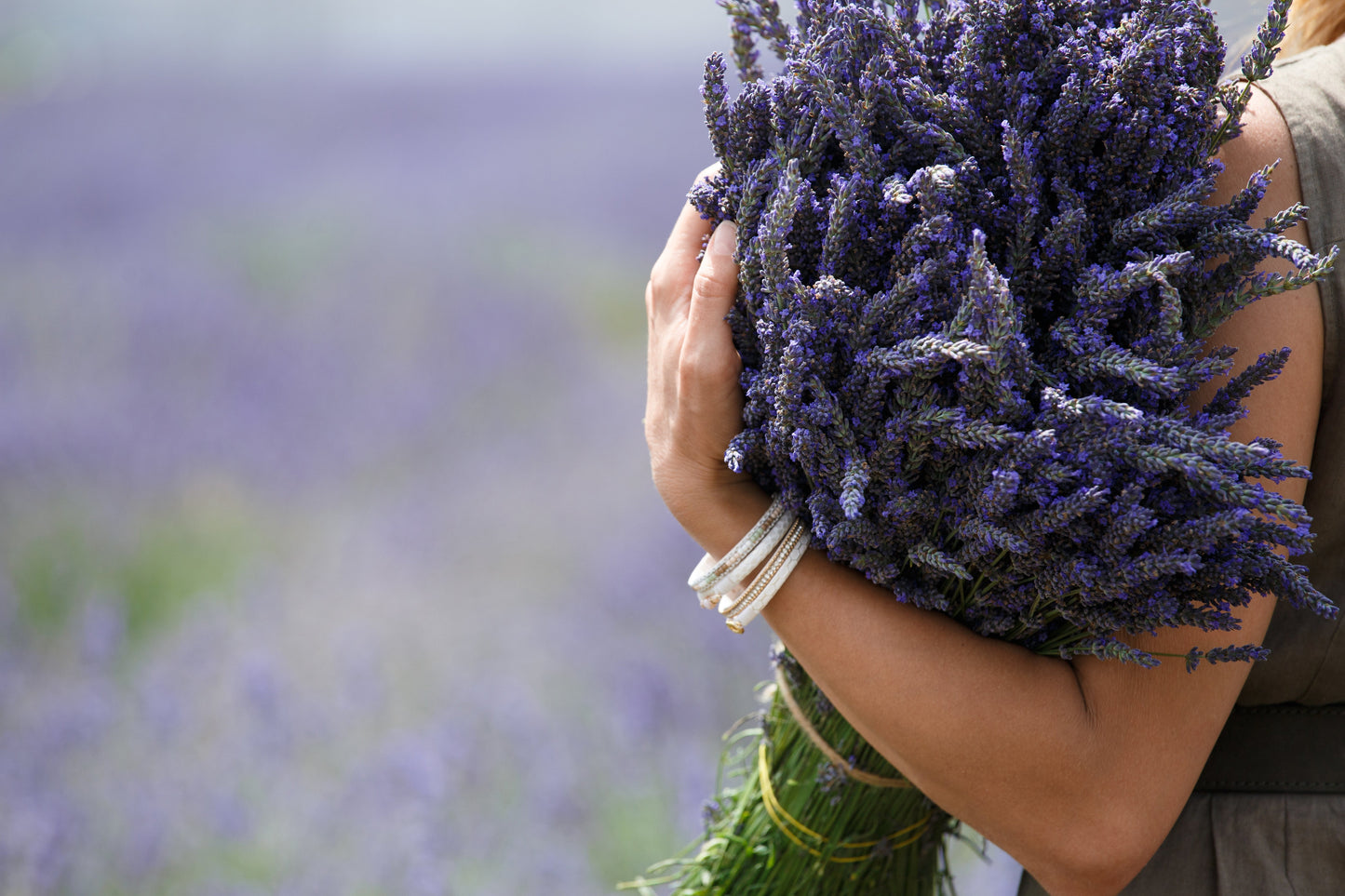 Arms wrapped around a large bouquet of freshly cut lavender in the field
