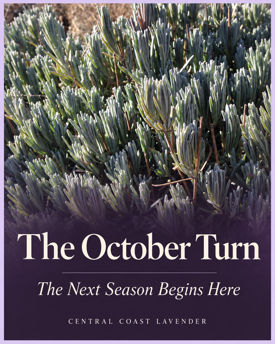 The October Turn — The Next Season Begins Here. An AI-assisted cover based on grower-supplied foliage images, with plum and ivory Central Coast Lavender branding.