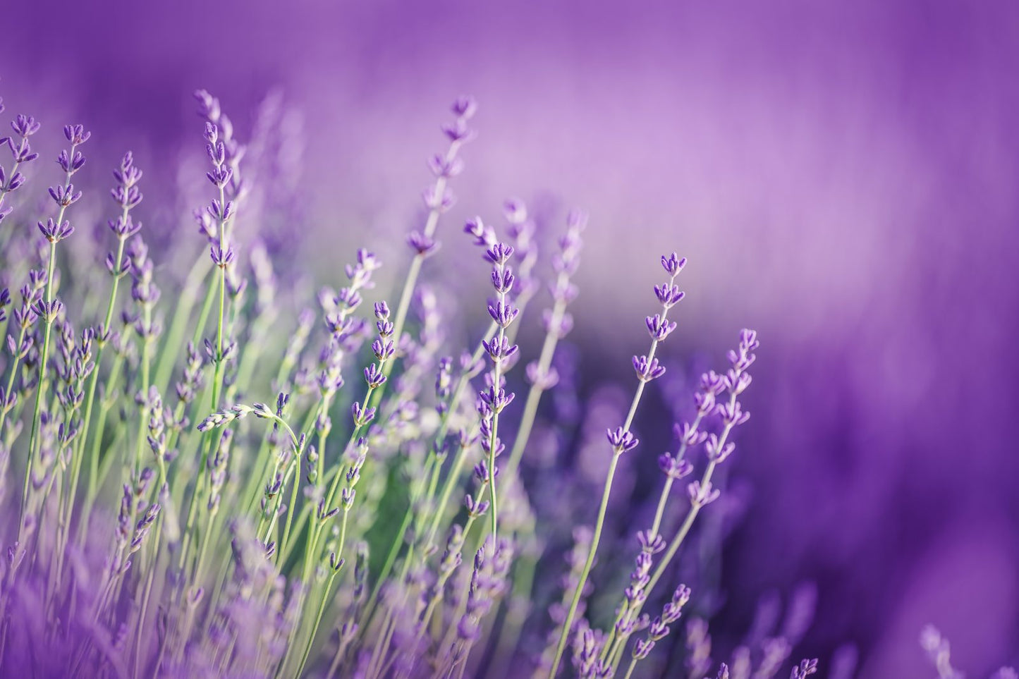 A field of organically grown lavender on the Central Coast Lavender estate