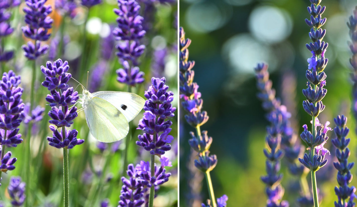 The two lavenders side by side: English Lavandula angustifolia and French True Grosso lavandin.