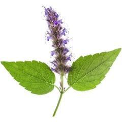Botanical Essence Collection