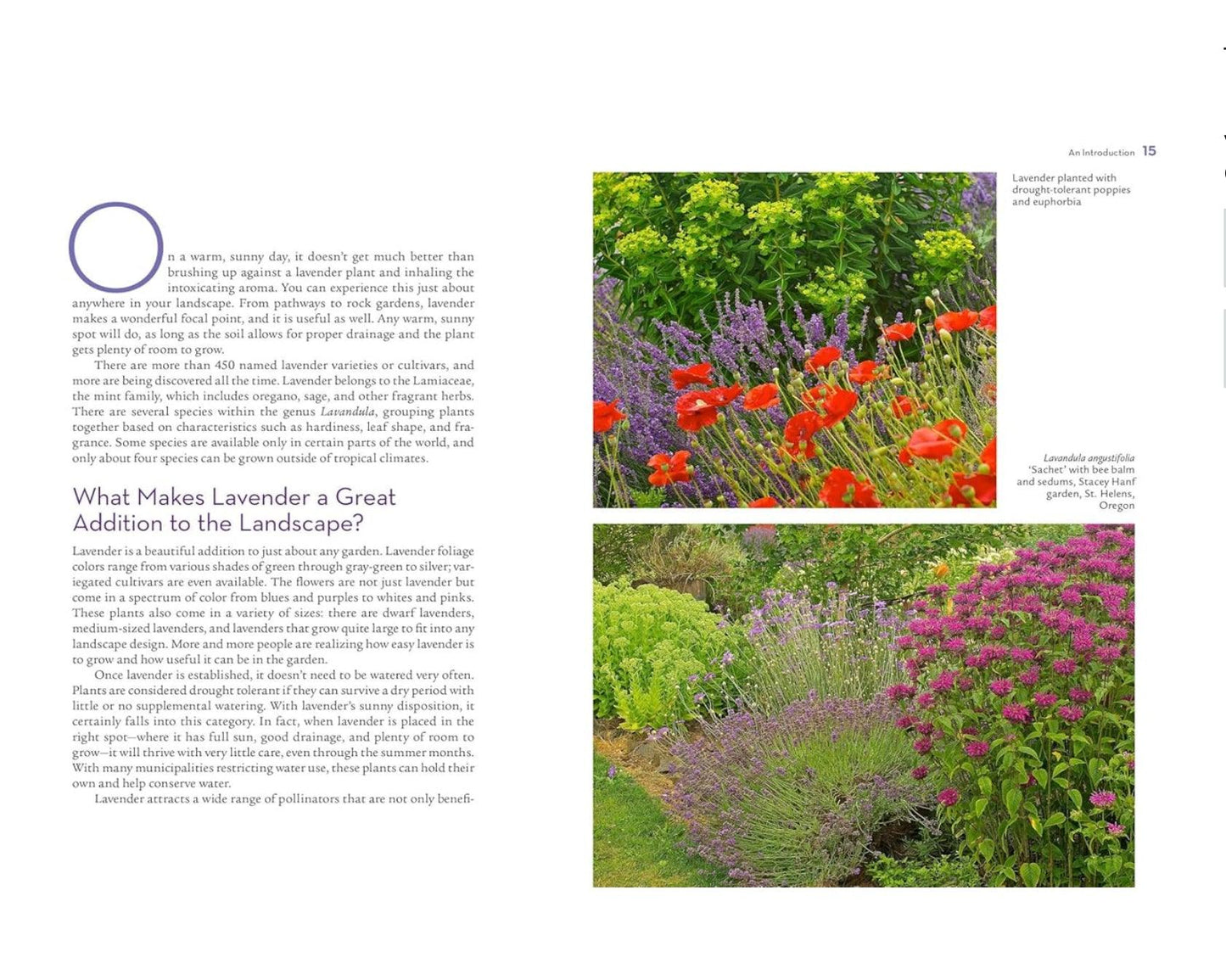 Lavender Lovers Handbook