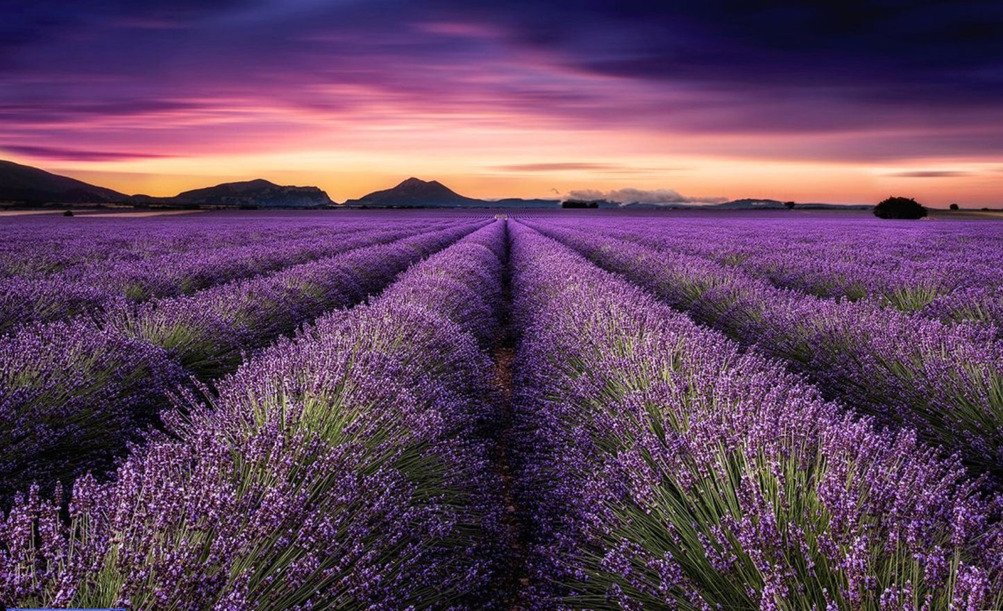 Sweet Dreams Lavender Collection