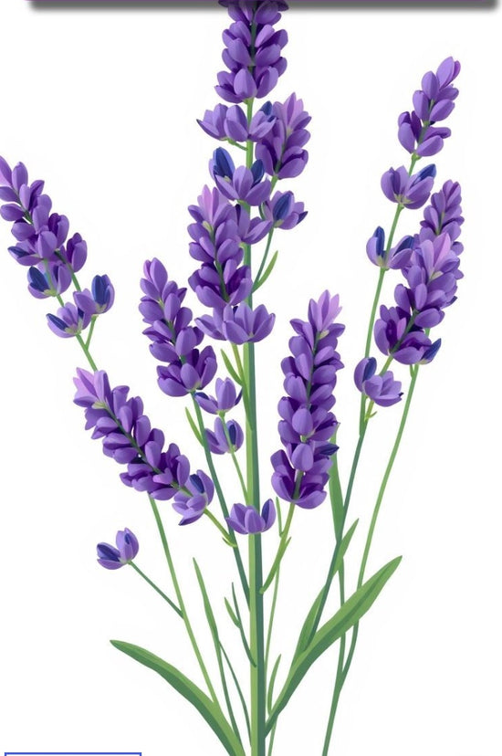 Lavender - Hand & Body Lotion