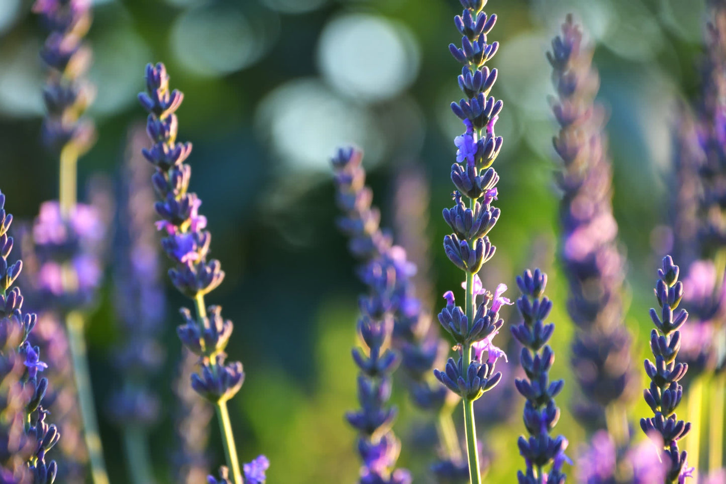 English lavender in summer sunlight