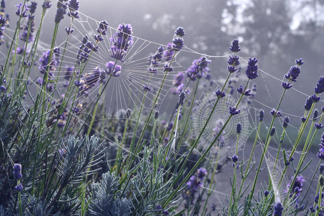 Lavender flowers touched by morning light