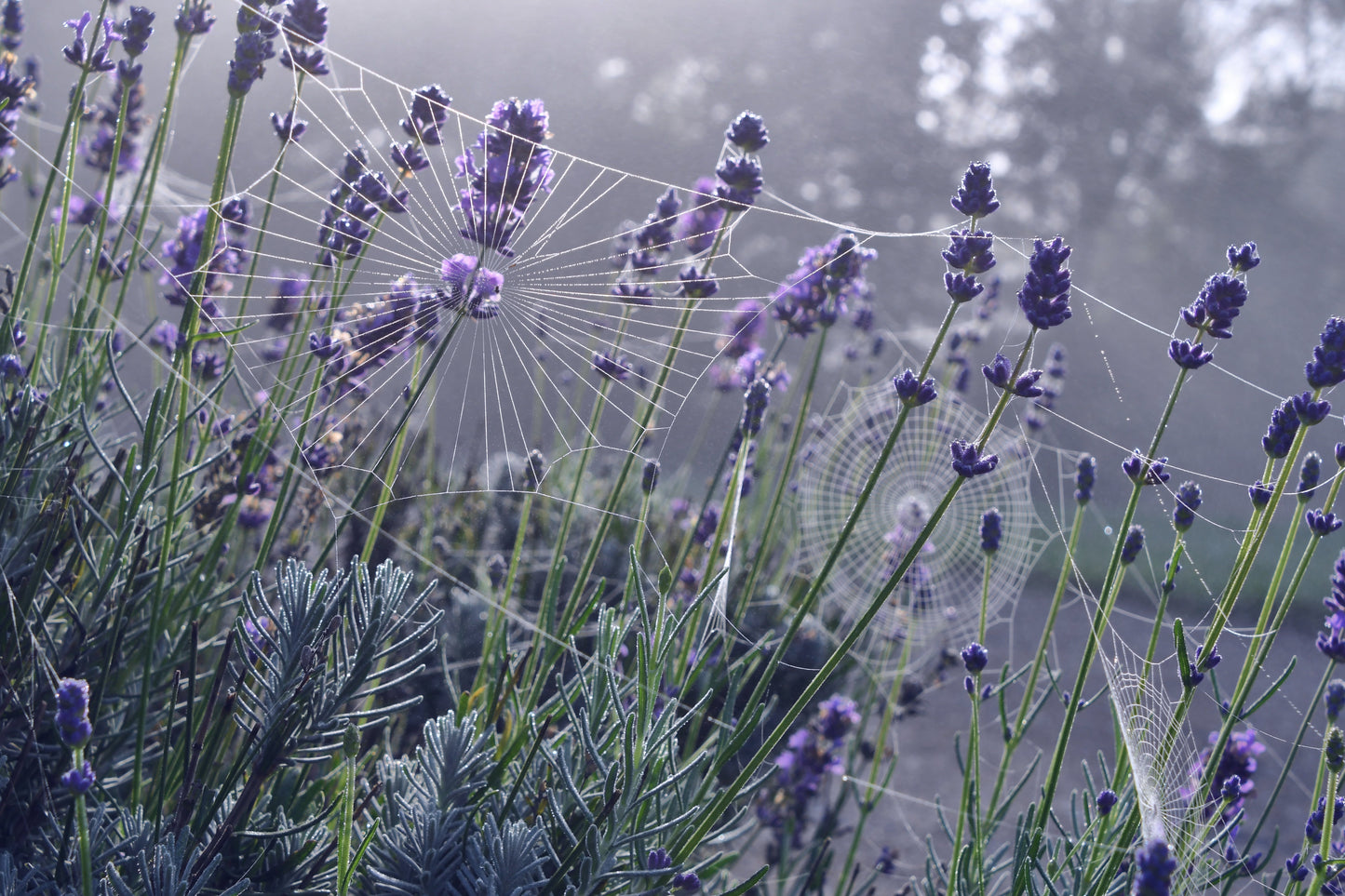 Lavender in early morning light