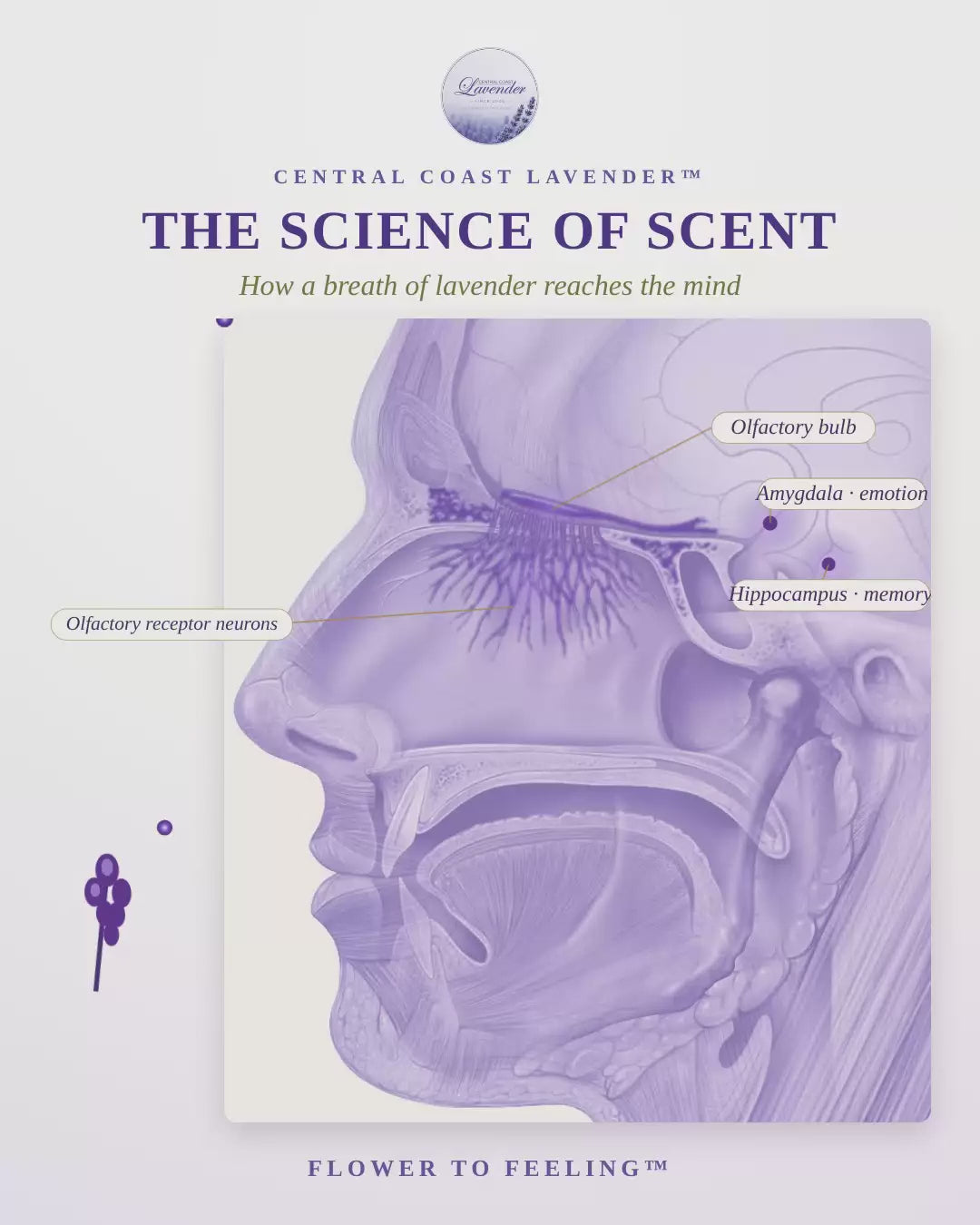 Load and play video in Gallery viewer, French Lavender 5 mL with Silver Inhaler
